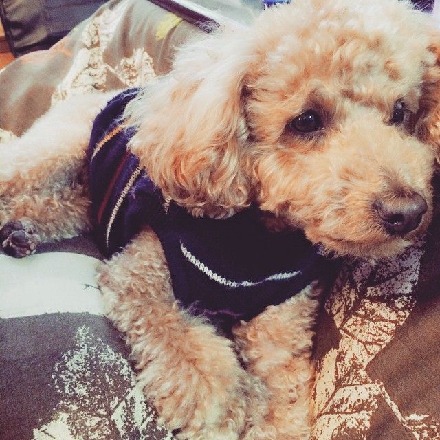 三吉彩花 高清写真/照片下载 #7490315