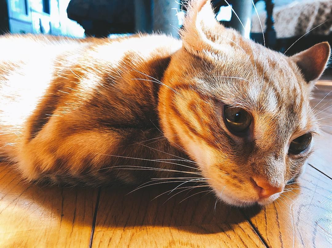 三吉彩花 高清写真/照片下载 #7488682