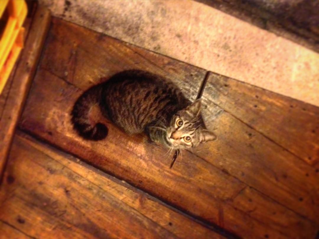 미요시 아야카 HD 이미지/사진 갤러리 다운로드 #7489773