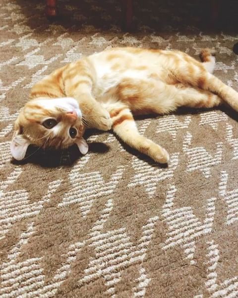 미요시 아야카 HD 이미지/사진 갤러리 다운로드 #7488797